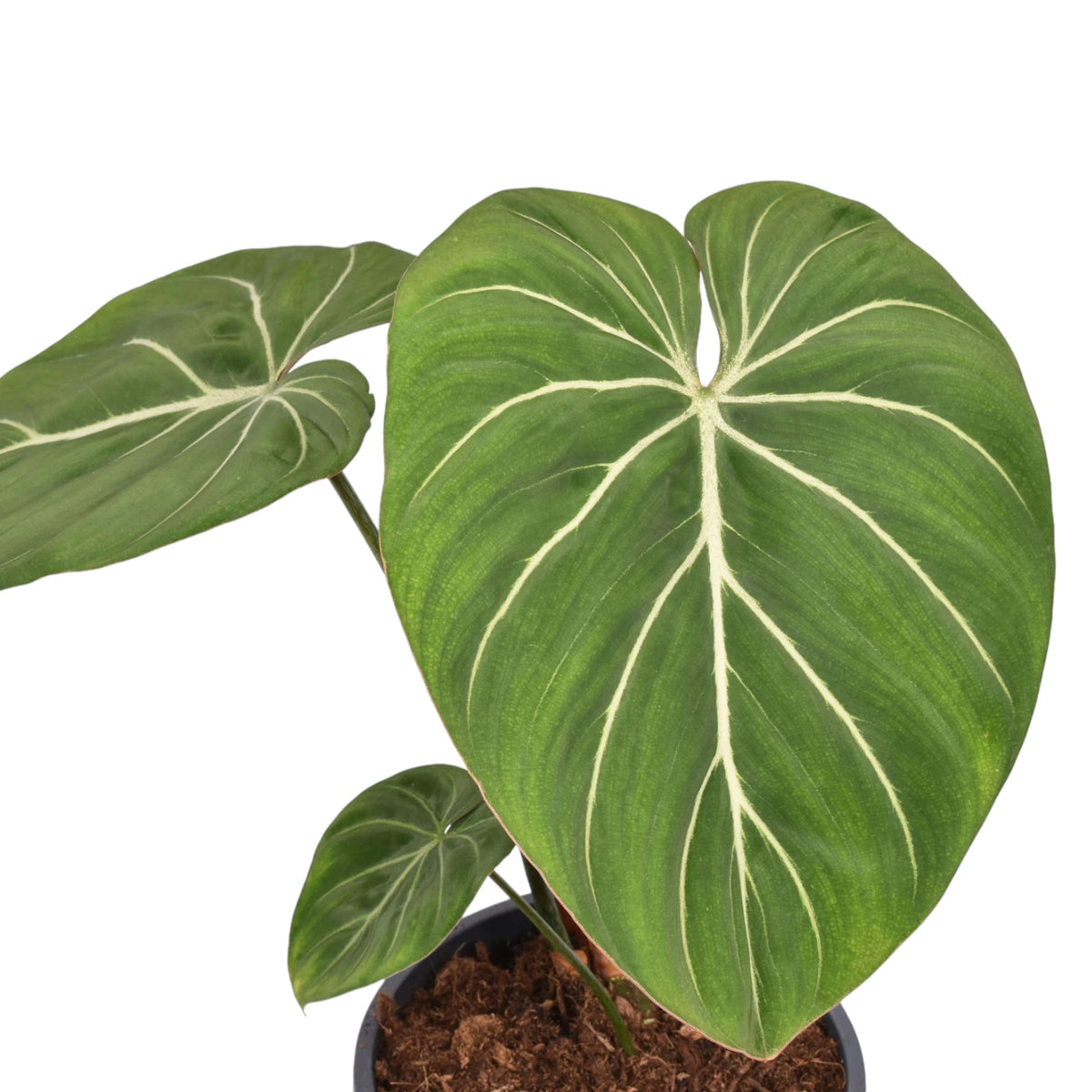 Philodendron gloriosum 'Zebra' Zimmerpflanze im Anzuchttopf vor weißem Hintergrund, Produktfoto 3.