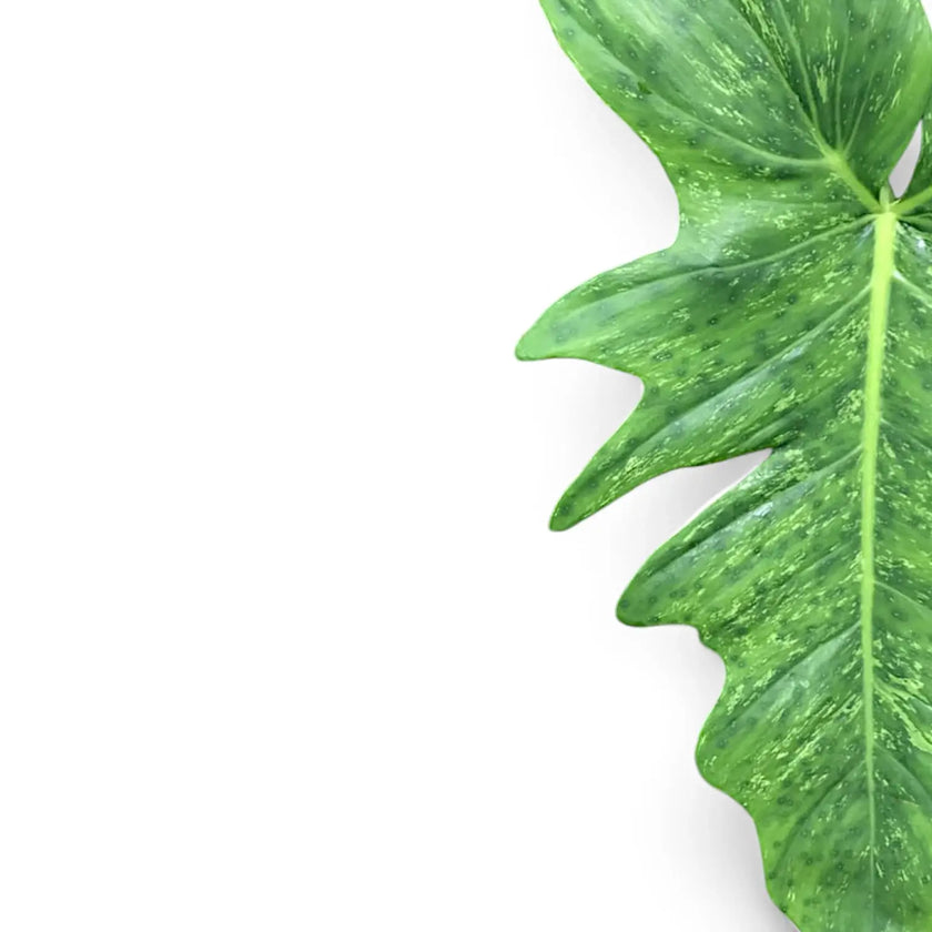 Philodendron 'Golden dragon' ('Lime Fiddle') close-up of leaf on white background.