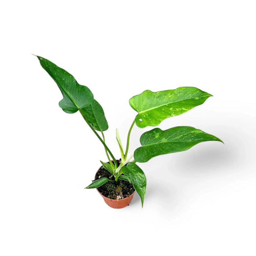 Philodendron 'Golden dragon' ('Lime Fiddle') potted plant in nursery pot on white background.
