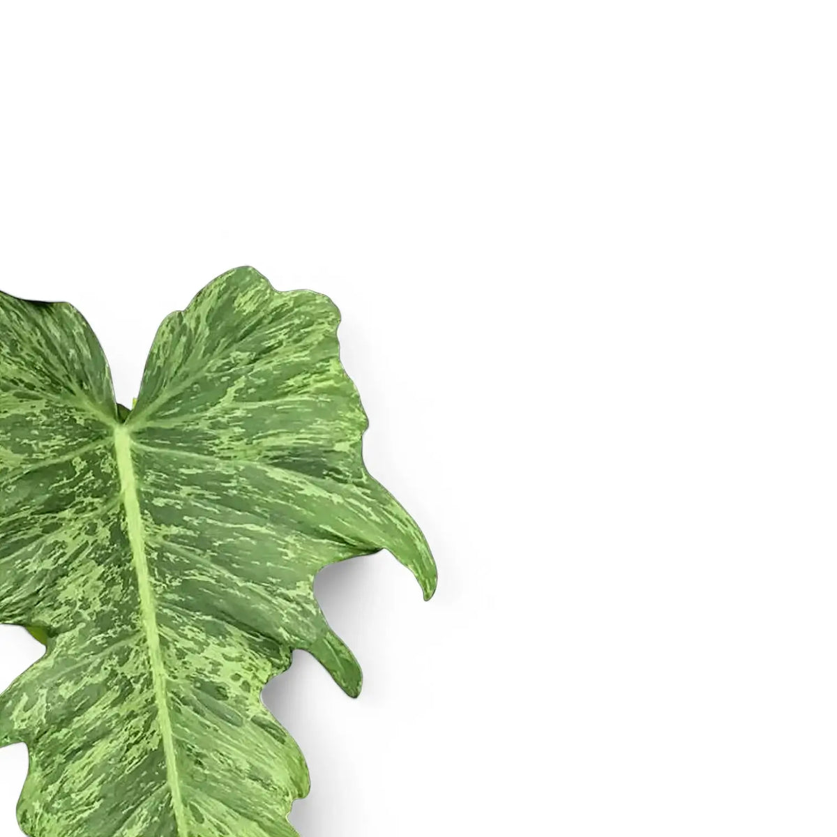 Philodendron 'Golden dragon' ('Lime Fiddle') Zimmerpflanze im Anzuchttopf vor weißem Hintergrund, Produktfoto 7.