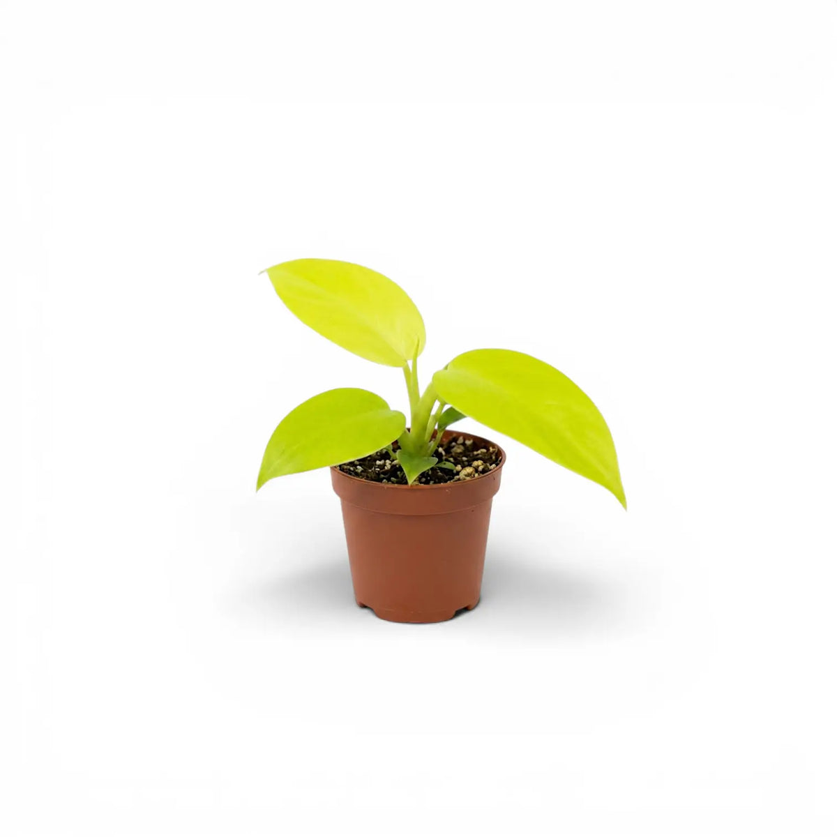 Philodendron Golden Violin baby plant in a nursery pot.