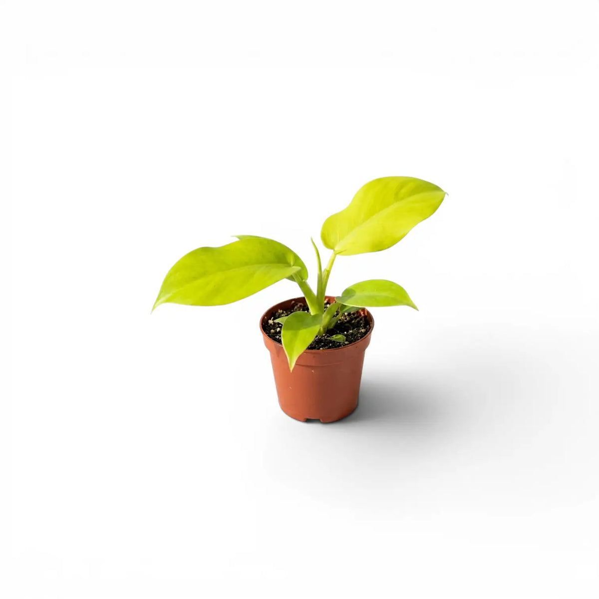 Philodendron Golden Violin baby plant in a nursery pot.