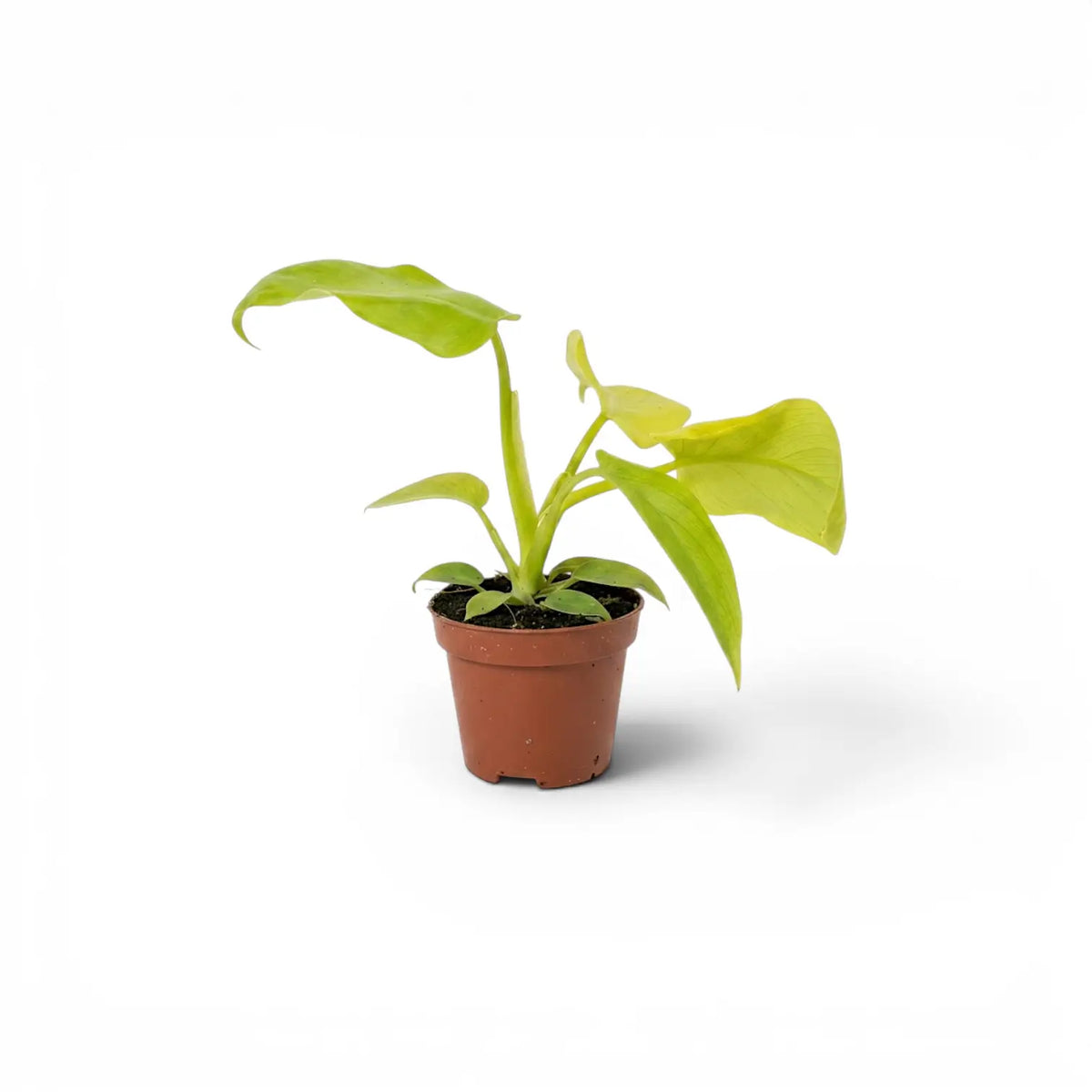 Philodendron Golden Violin baby plant in a nursery pot.