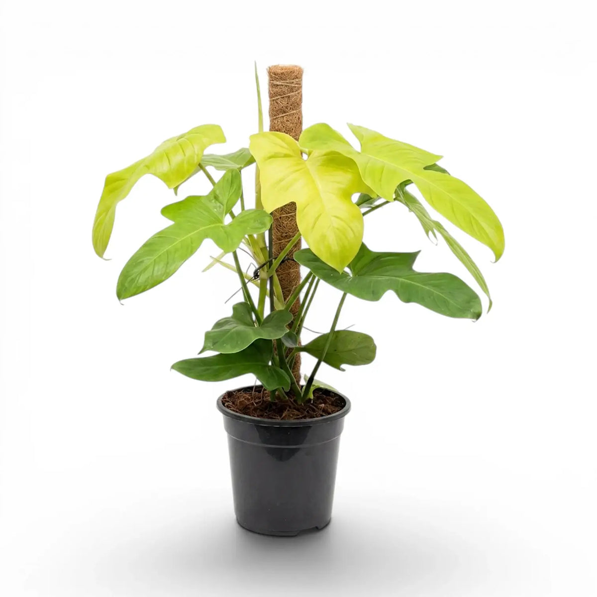 Philodendron Golden Violin large plant in a nursery pot.