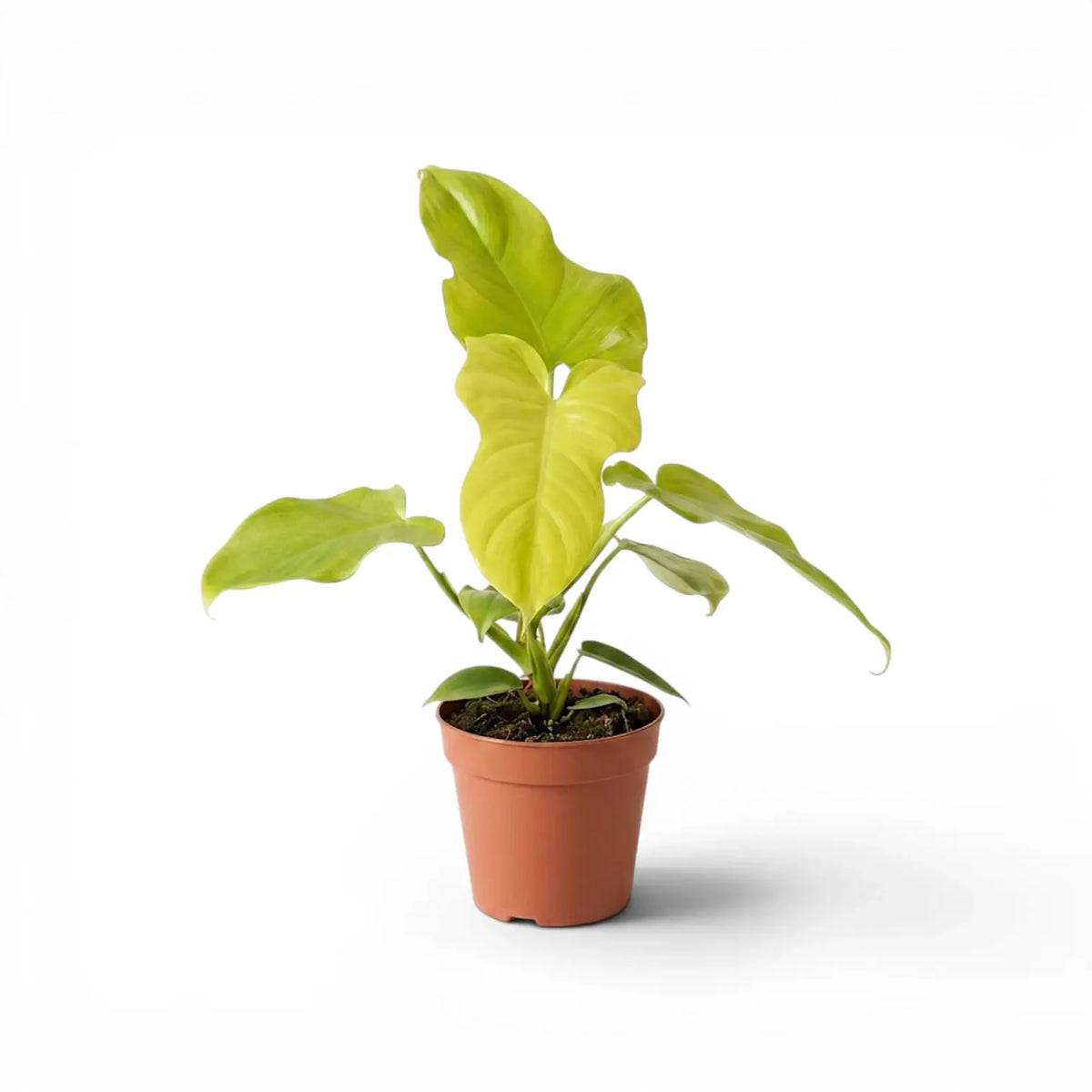 Philodendron Golden Violin plant in a nursery pot.
