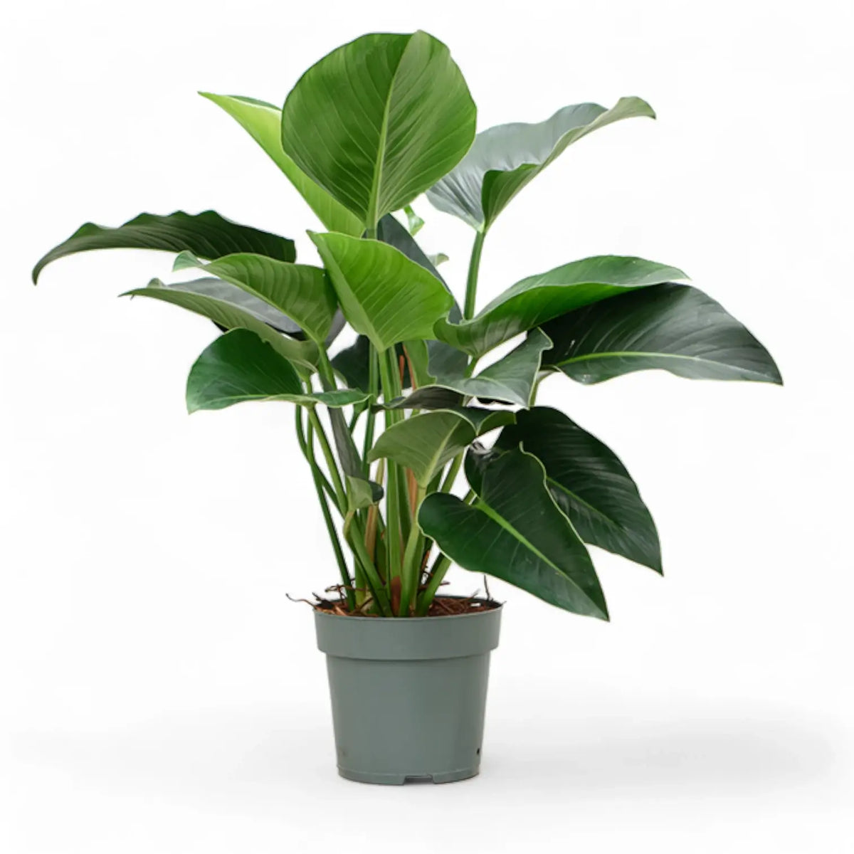 Philodendron 'Green beauty' potted plant in nursery pot on white background.