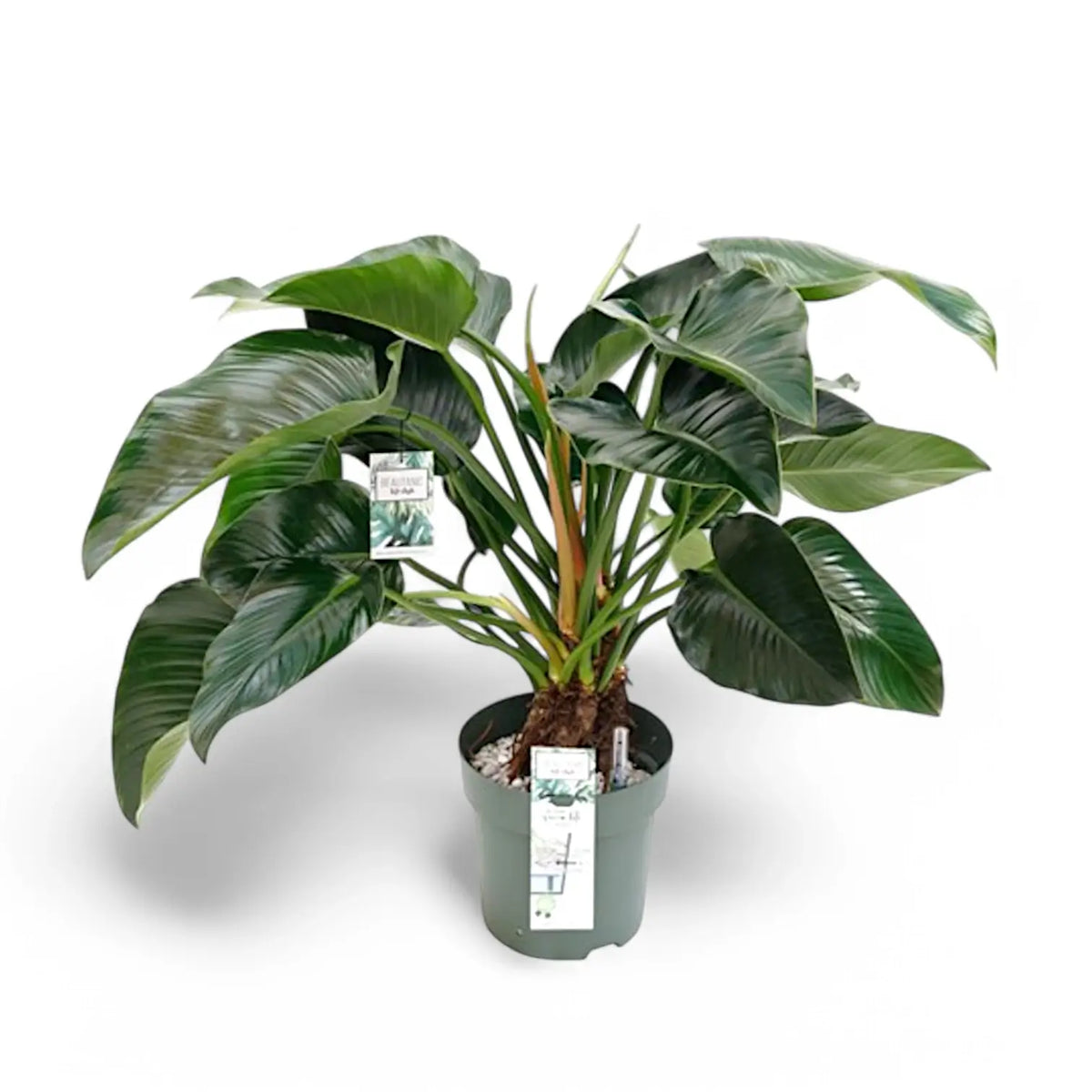 Philodendron 'Green beauty' potted plant in nursery pot on white background.