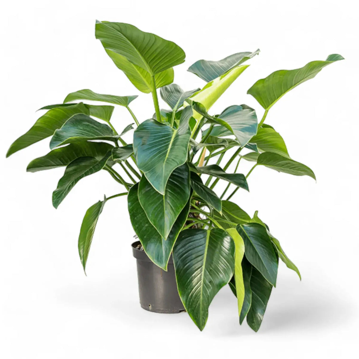 Philodendron 'Green beauty' potted plant in nursery pot on white background.