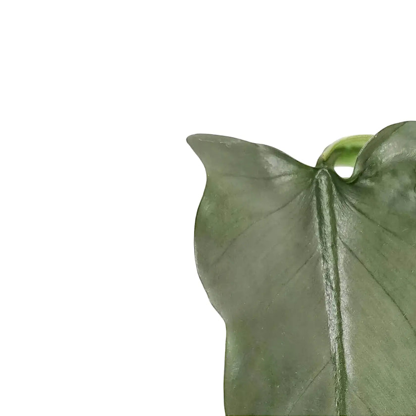 Philodendron hastatum 'Silver queen' ('Silver Sword') leaf close-up on white background.