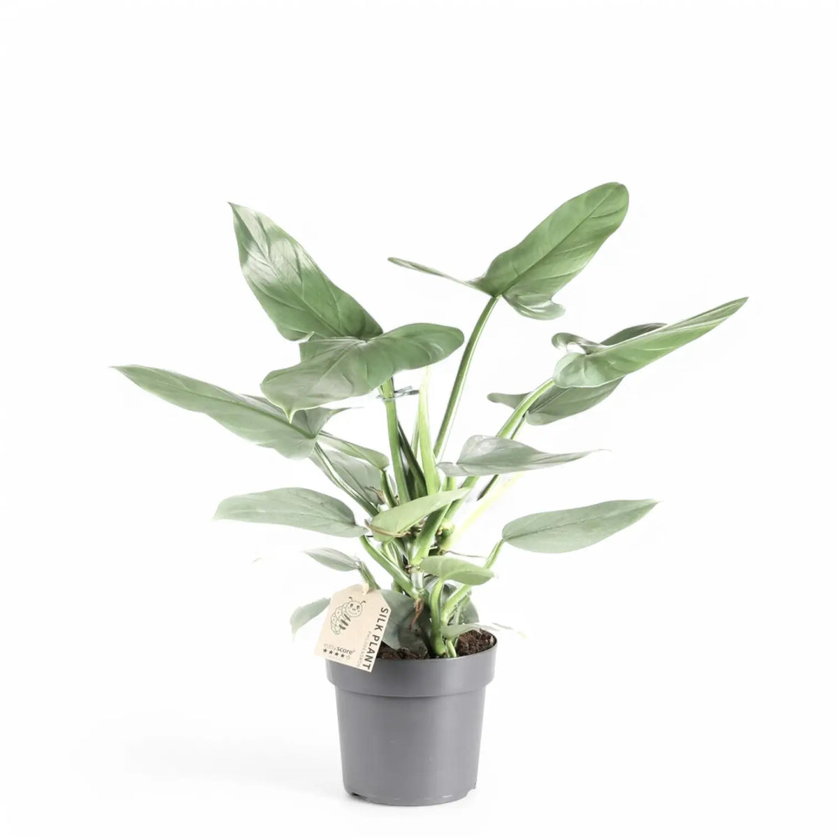 Philodendron hastatum 'Silver queen' ('Silver Sword') potted plant in nursery pot on white background.
