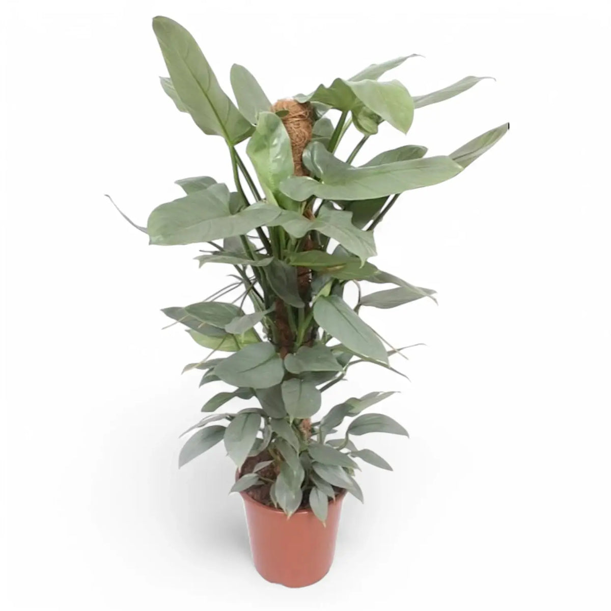 Philodendron hastatum 'Silver queen' ('Silver Sword') potted plant in nursery pot on white background.