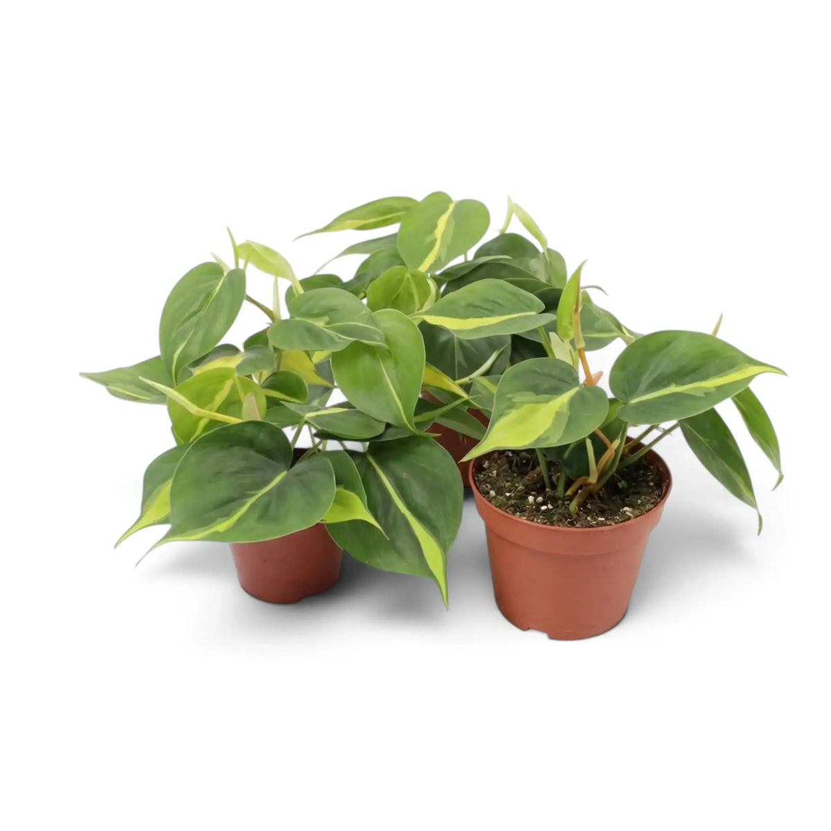 Medium Philodendron hederaceum var. oxycardium ‘Brasil’ with lime-striped heart-shaped leaves in a nursery pot.