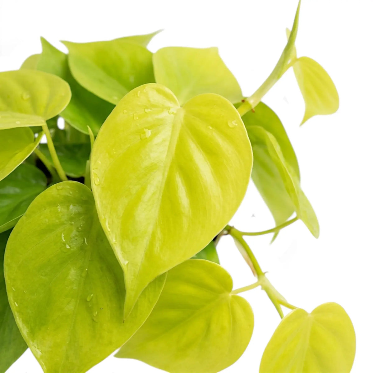 Blattdetail von Philodendron hederaceum ‘Lime Neon’ mit herzförmigen limettengrünen Blättern.