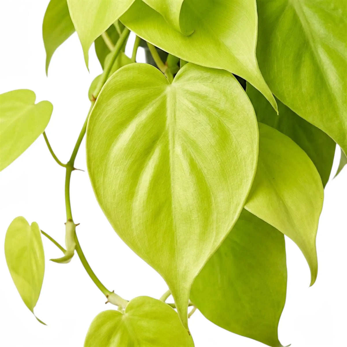 Blattdetail von Philodendron hederaceum ‘Lime Neon’ mit herzförmigen limettengrünen Blättern.
