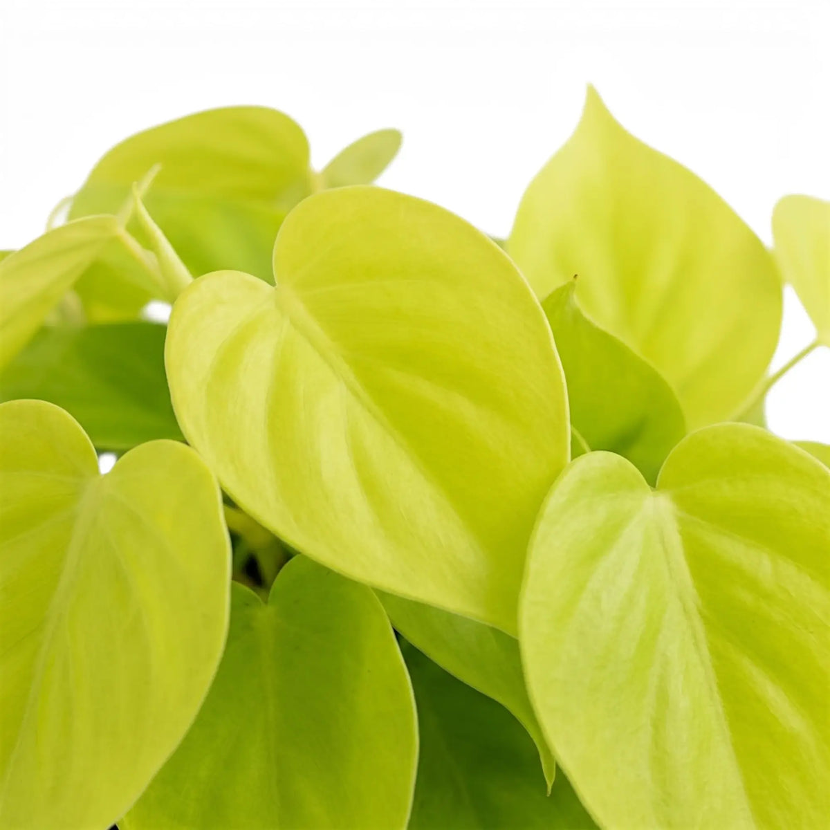 Blattdetail von Philodendron hederaceum ‘Lime Neon’ mit herzförmigen limettengrünen Blättern.