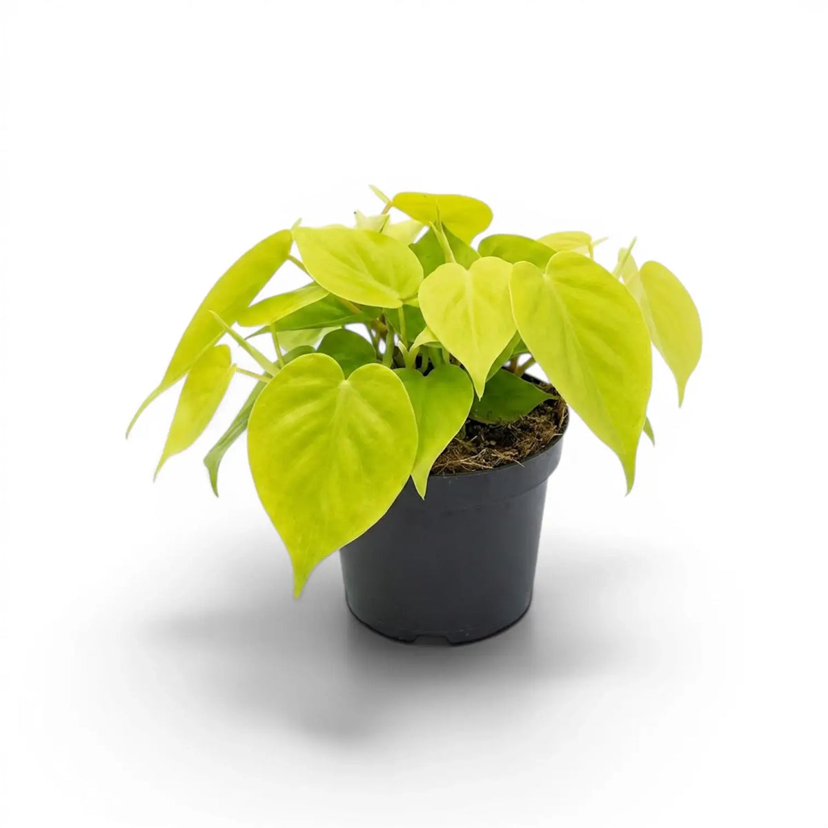 Mittelgroßer Philodendron hederaceum ‘Lime Neon’ im Kulturtopf.