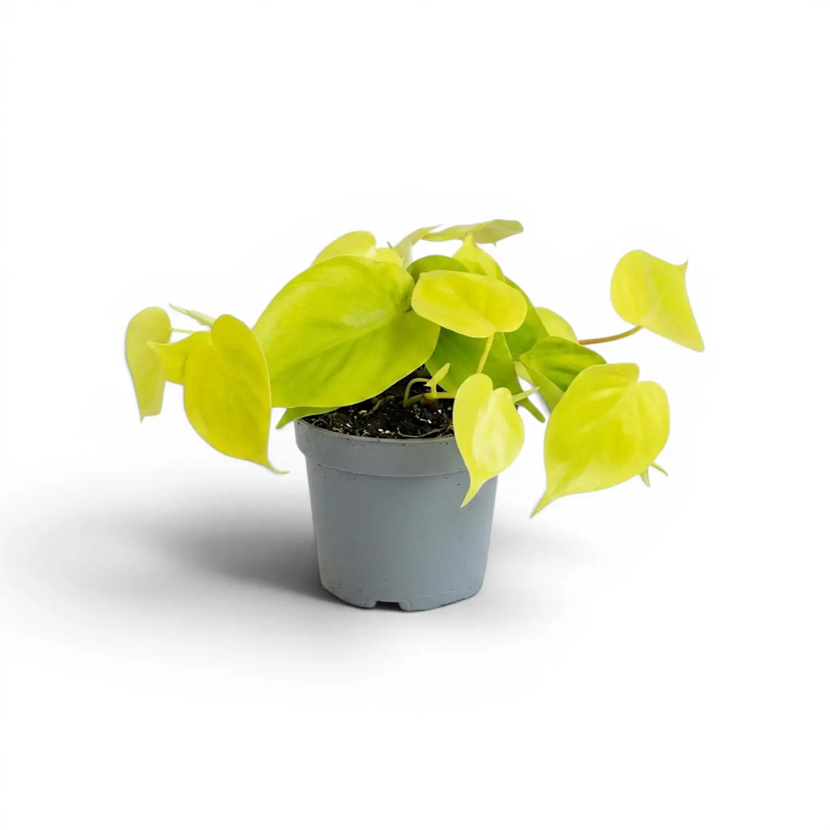 Mittelgroßer Philodendron hederaceum ‘Lime Neon’ im Kulturtopf.