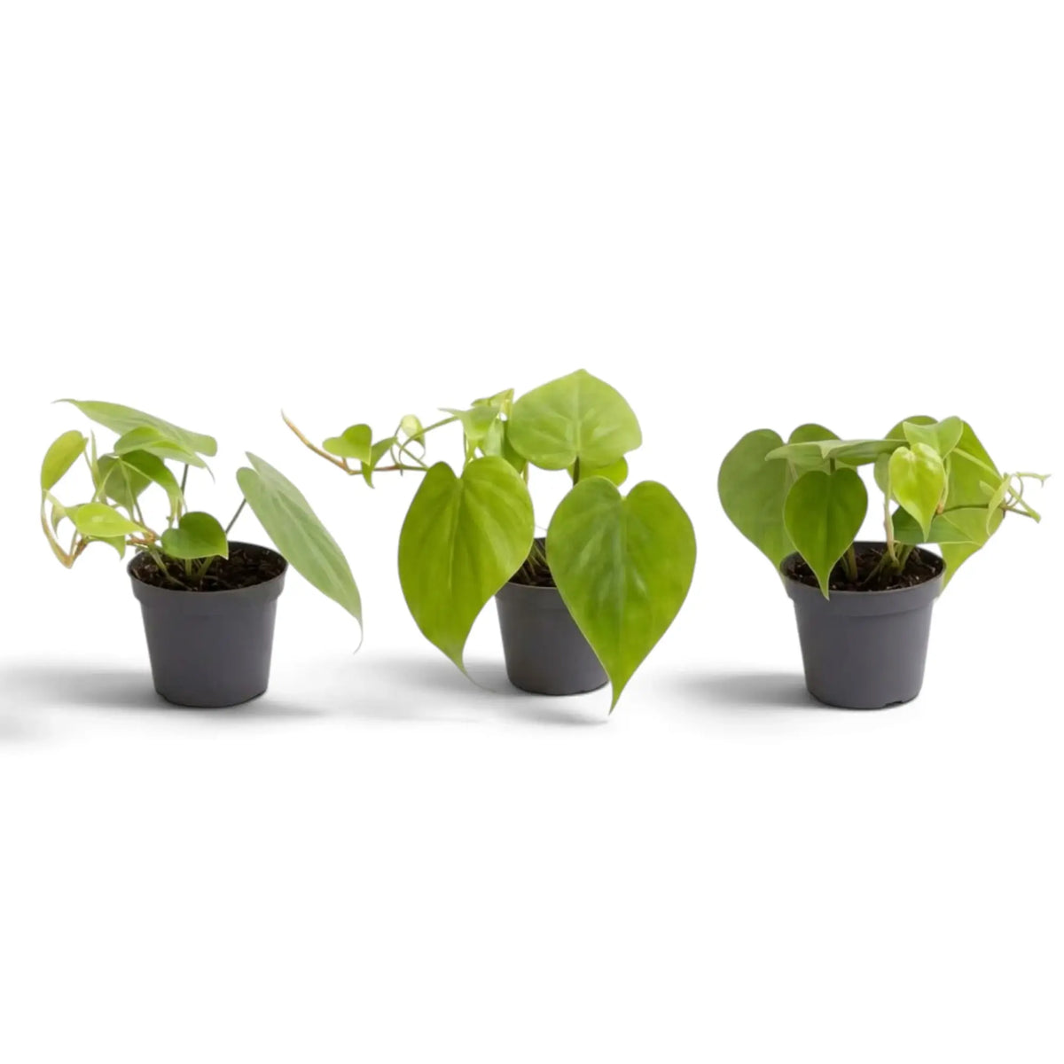 Baby Philodendron hederaceum var. oxycardium with smooth green heart-shaped leaves in a nursery pot.