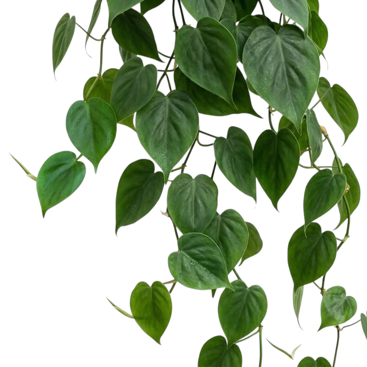 Philodendron hederaceum var. oxycardium foliage close-up with smooth green heart-shaped leaves.