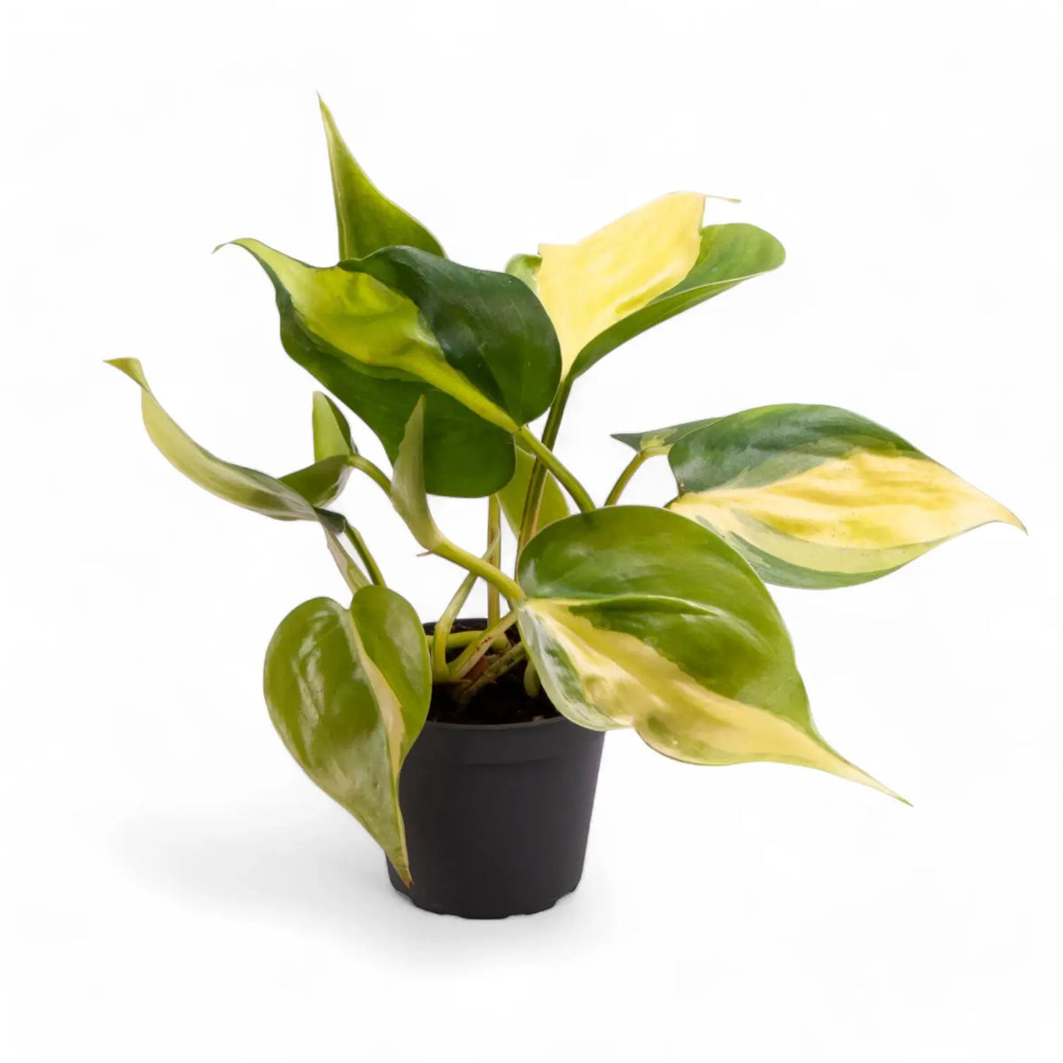 Philodendron hederaceum 'Brasil' plant in a nursery pot against a white background