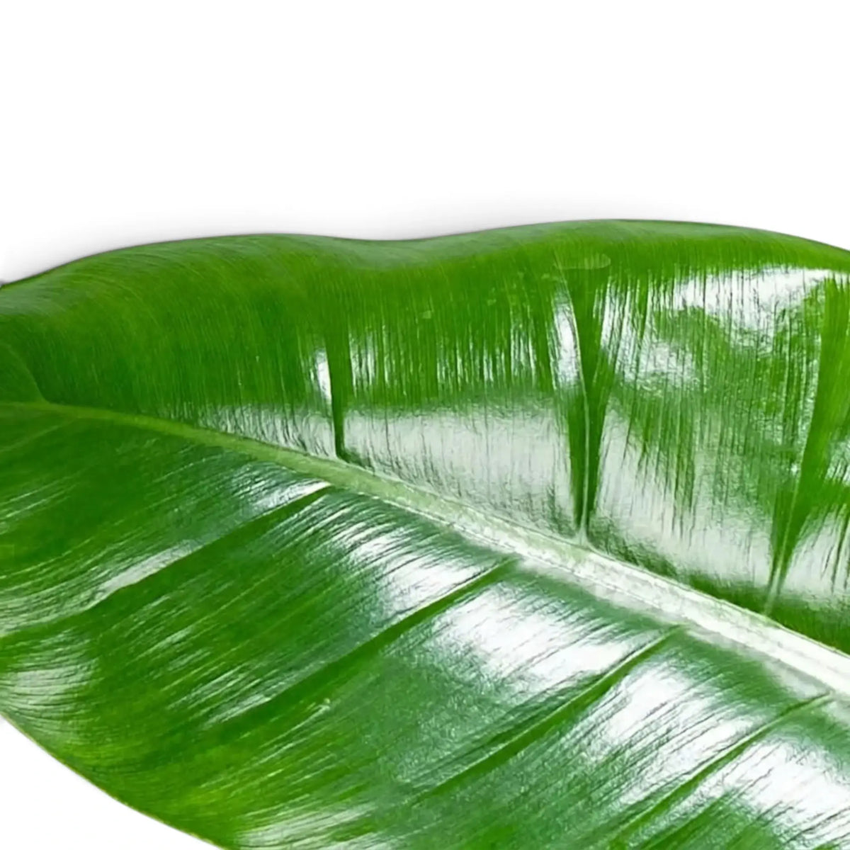Breite, dunkelgrüne Blätter von Philodendron ‘Imperial Green’