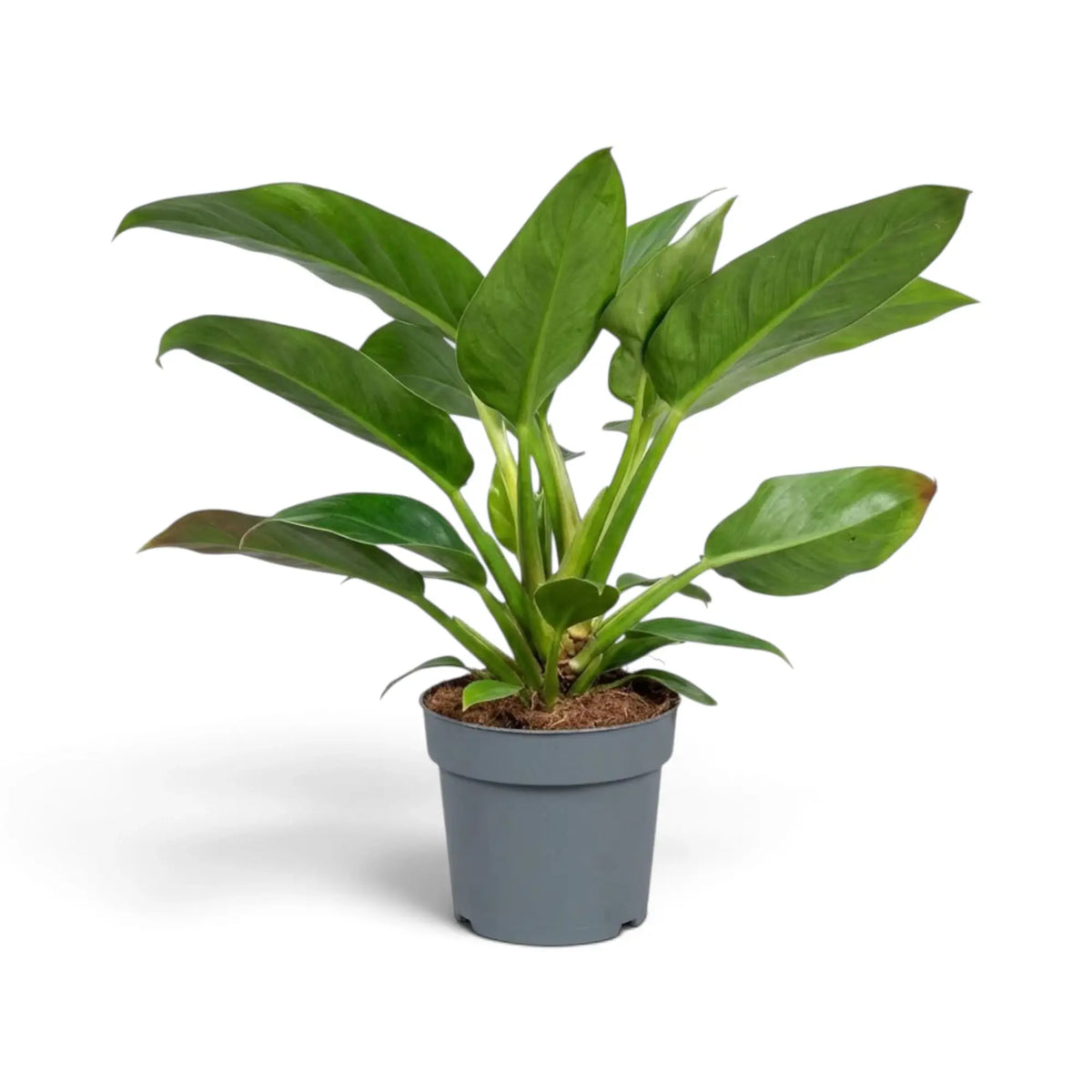 Großer Philodendron ‘Imperial Green’ mit breiten, dunkelgrünen Blättern