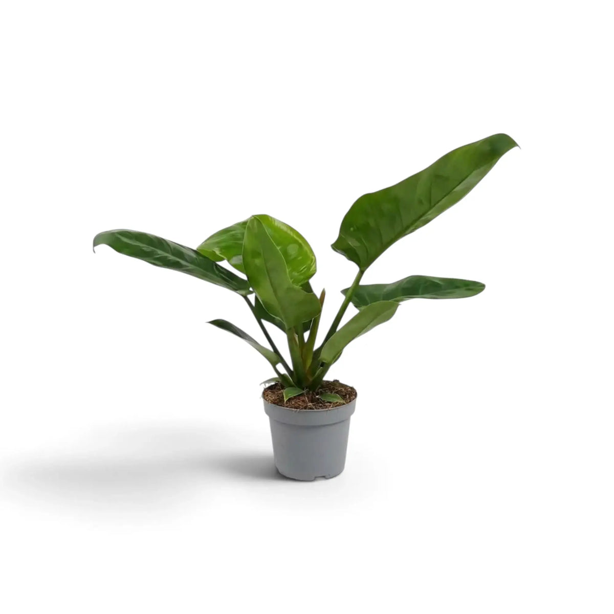 Mittelgroßer Philodendron ‘Imperial Green’ mit breiten, dunkelgrünen Blättern