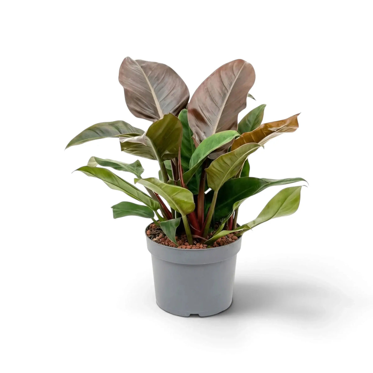 Philodendron ‘Imperial Red’ with dense glossy foliage in dark green and burgundy tones.