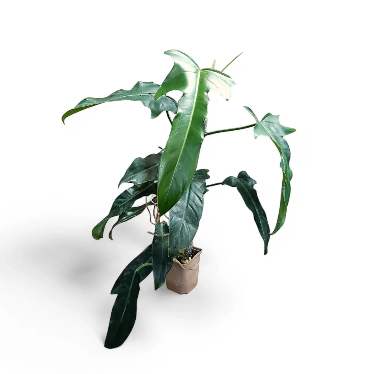 Philodendron 'Jerry Horne' potted plant in nursery pot on white background.