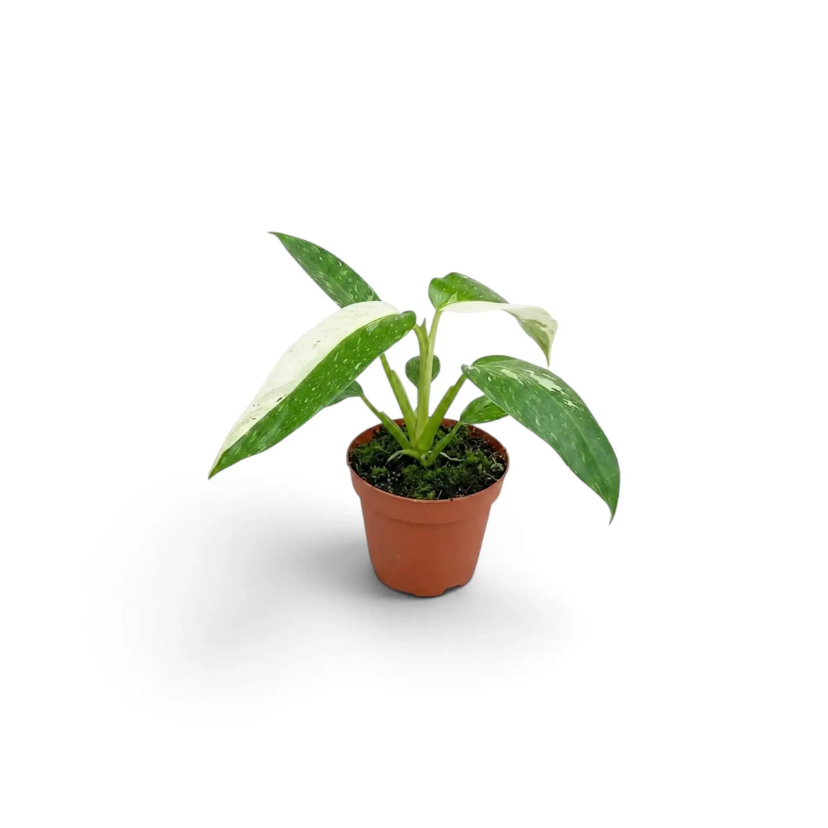 Philodendron ‘Jose Buono’ als Jungpflanze im Kulturtopf mit panaschierten Blättern in Grün, Mintgrün und Creme