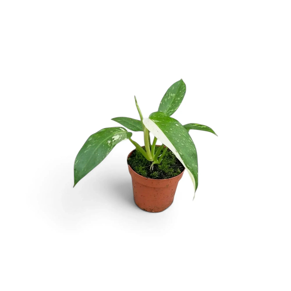 Philodendron ‘Jose Buono’ als Jungpflanze im Kulturtopf mit panaschierten Blättern in Grün, Mintgrün und Creme