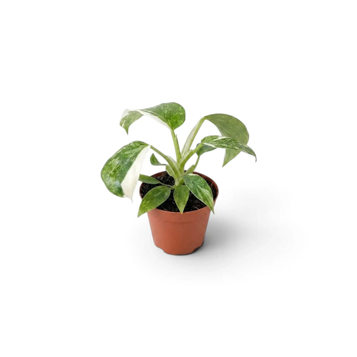 Philodendron ‘Jose Buono’ als Jungpflanze im Kulturtopf mit panaschierten Blättern in Grün, Mintgrün und Creme