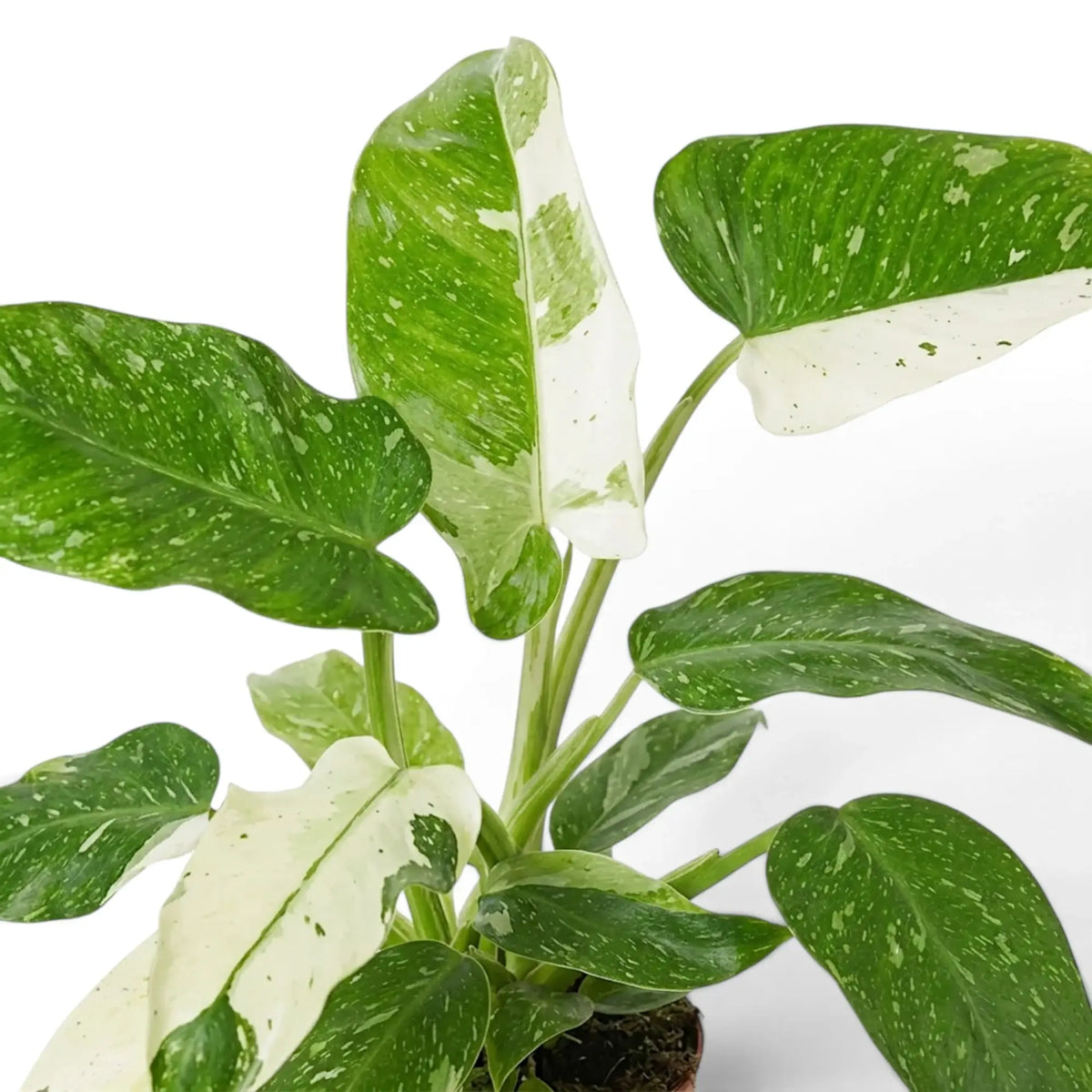 Nahaufnahme der panaschierten Blätter von Philodendron ‘Jose Buono’ in Grün, Mintgrün und Creme