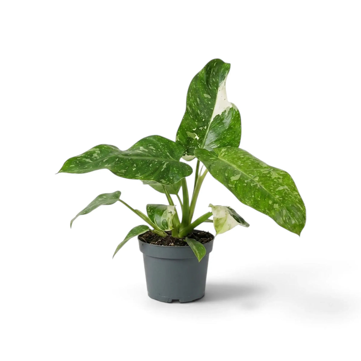 Philodendron ‘Jose Buono’ im Kulturtopf mit panaschierten Blättern in Grün, Mintgrün und Creme