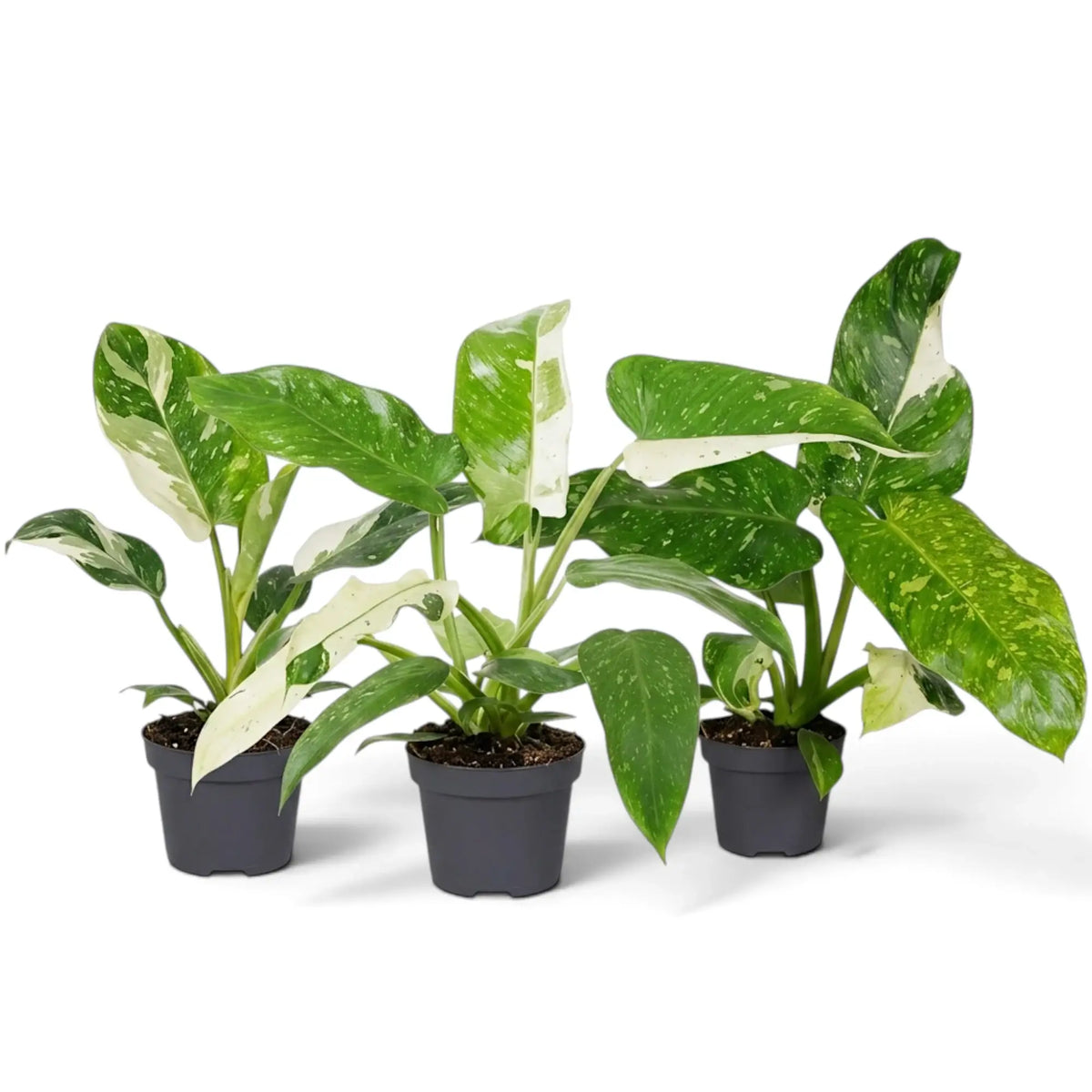 Philodendron ‘Jose Buono’ im Kulturtopf mit panaschierten Blättern in Grün, Mintgrün und Creme