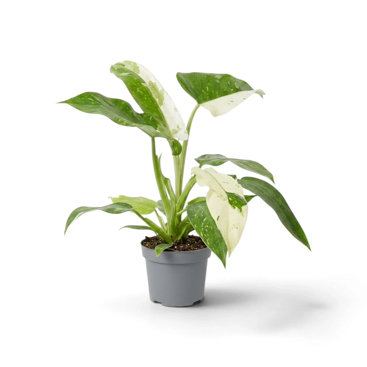 Philodendron ‘Jose Buono’ im Kulturtopf mit panaschierten Blättern in Grün, Mintgrün und Creme