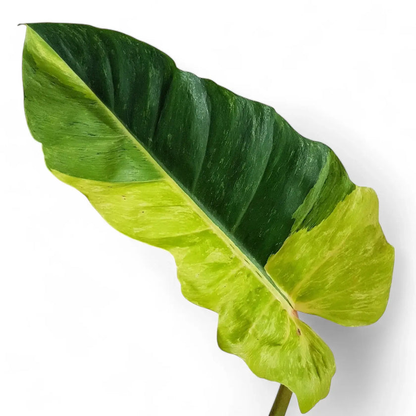 Philodendron 'Jungle fever' leaf detail on white background.