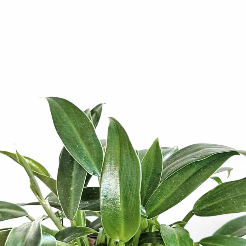 Philodendron 'Little Phil' close-up of leaf on white background.