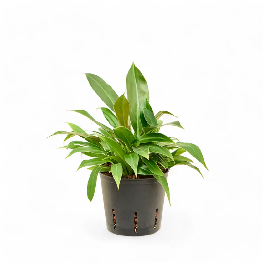 Philodendron 'Little Phil' potted plant in nursery pot on white background.