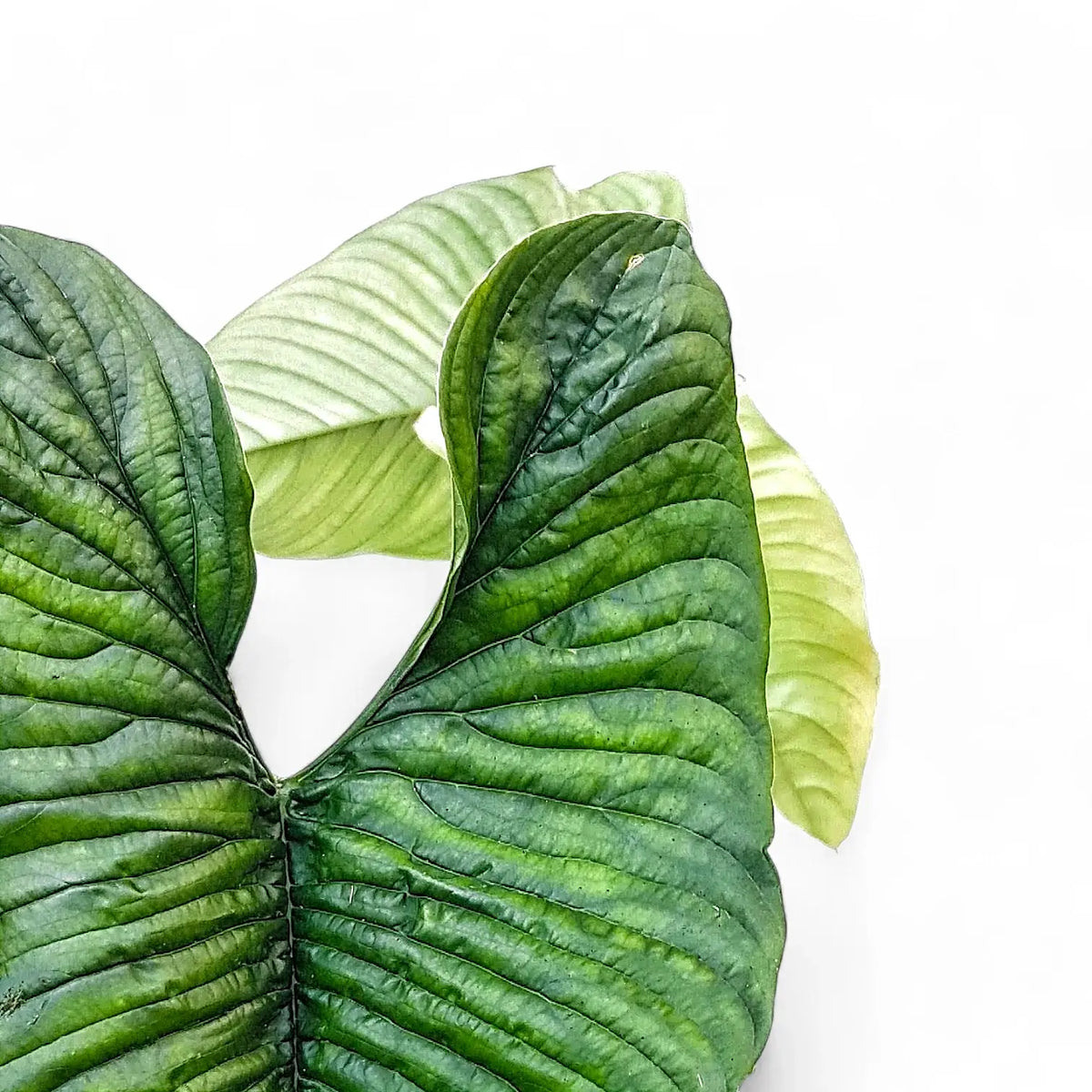 Philodendron lynnhannoniae – Blattdetail vor weißem Hintergrund..