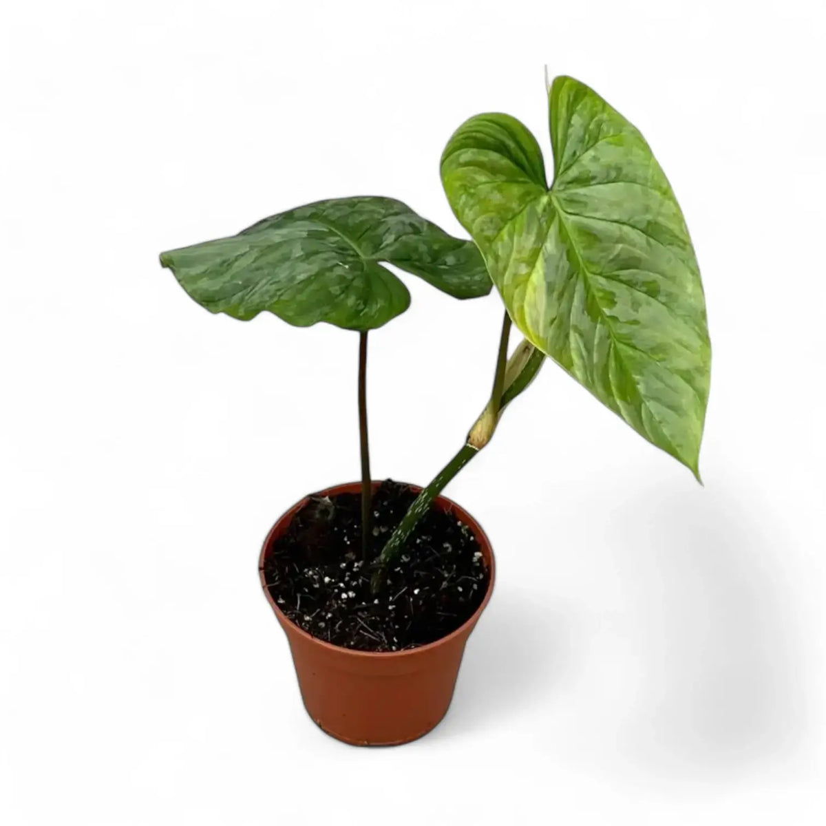 Philodendron 'Majestic' (verrucosum x sodiroi) potted plant in nursery pot on white background.