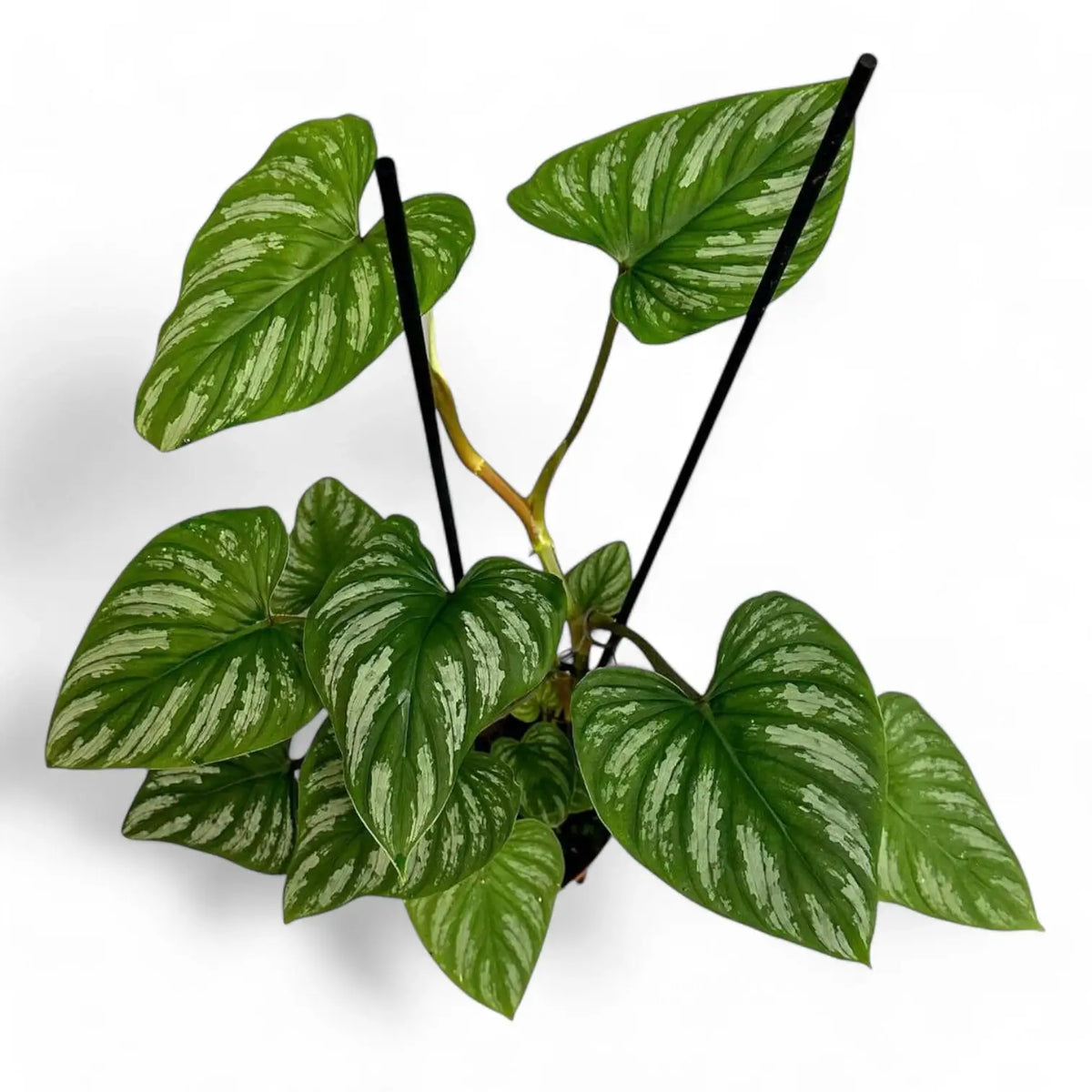 Philodendron mamei – Topfpflanze im Kulturtopf vor weißem Hintergrund, Produktfoto 10.