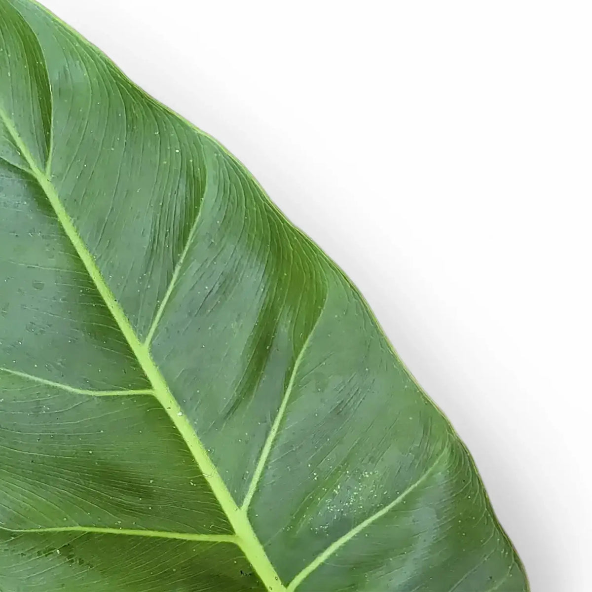 Philodendron melinonii leaf detail on white background.