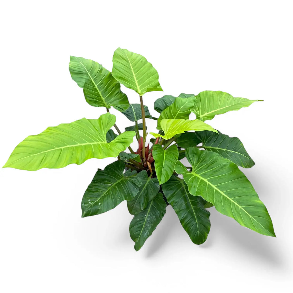 Philodendron melinonii 'Ghost' potted plant in nursery pot on white background.