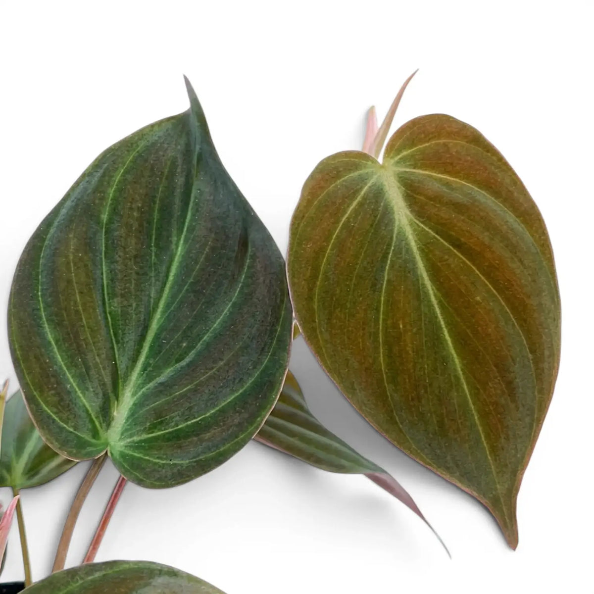 Nahaufnahme der Blätter von Philodendron micans.