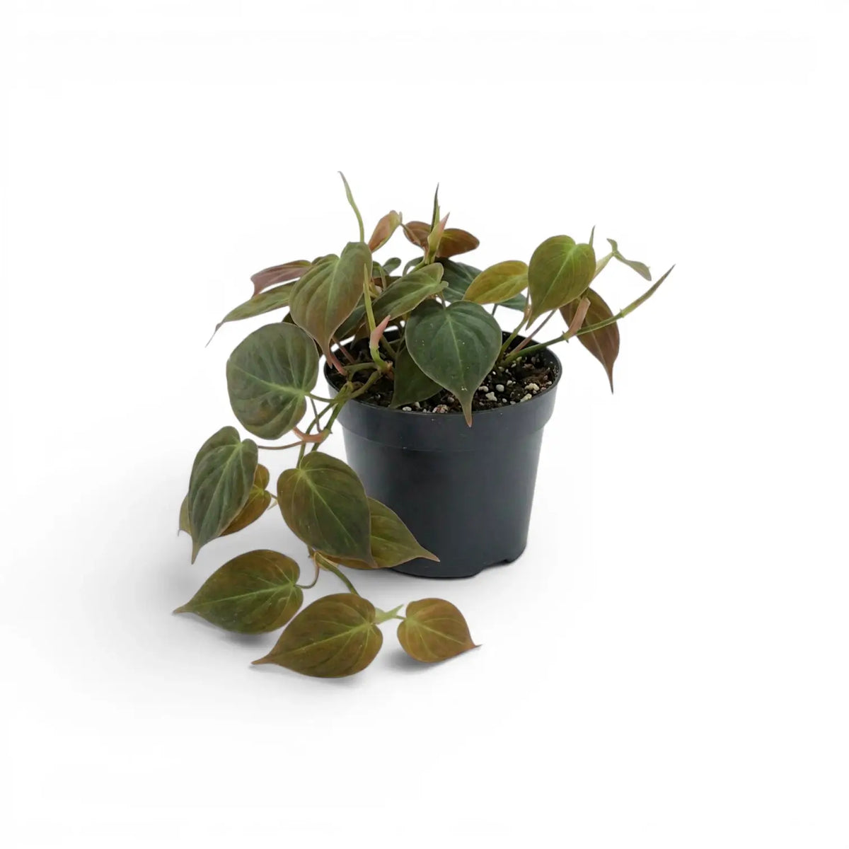 Philodendron micans plant in a nursery pot