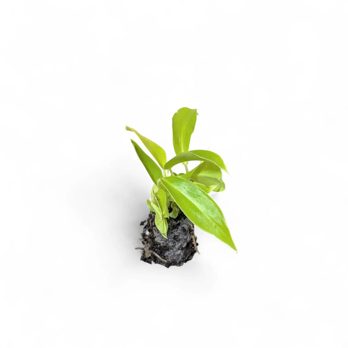 Philodendron 'Moonlight' potted plant in nursery pot on white background.