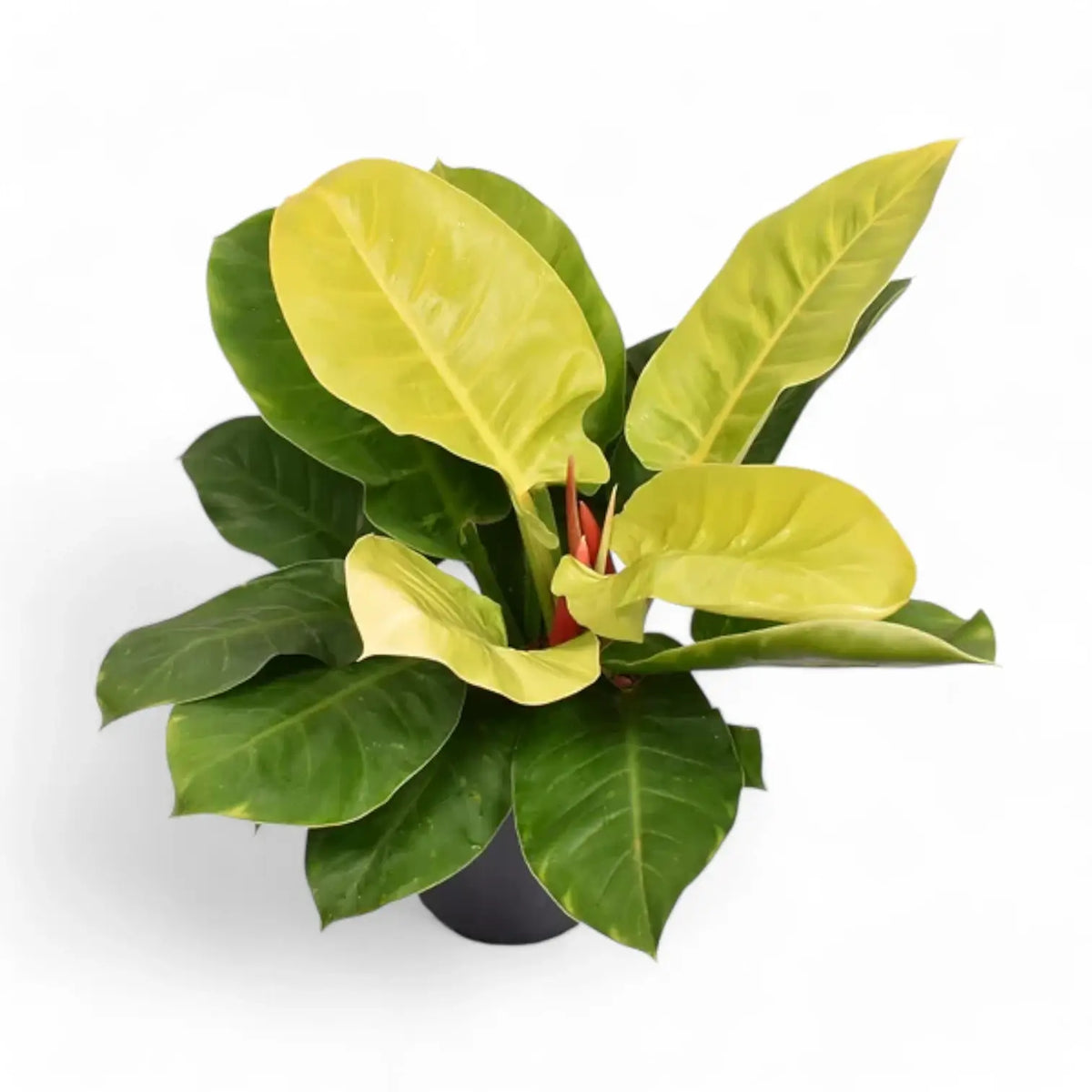 Philodendron 'Moonlight' potted plant in nursery pot on white background.