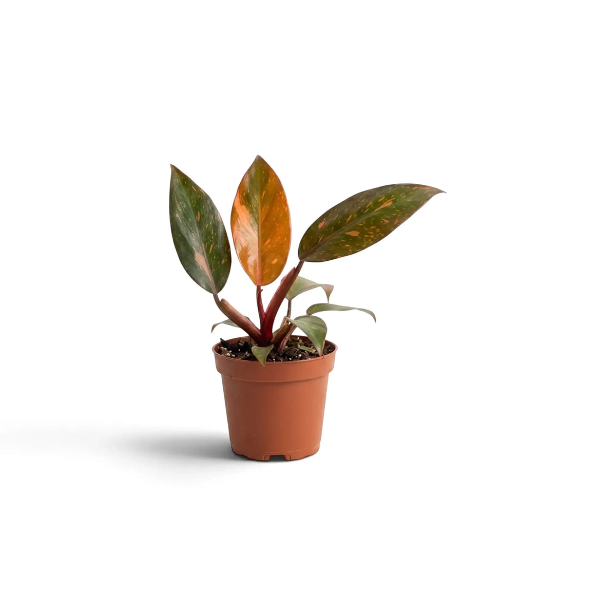 Kleiner Philodendron ‘Orange Princess’ im Kulturtopf mit orangefarben, aprikosenfarben und cremefarben marmorierten Blättern sowie burgunderroten Blattstielen