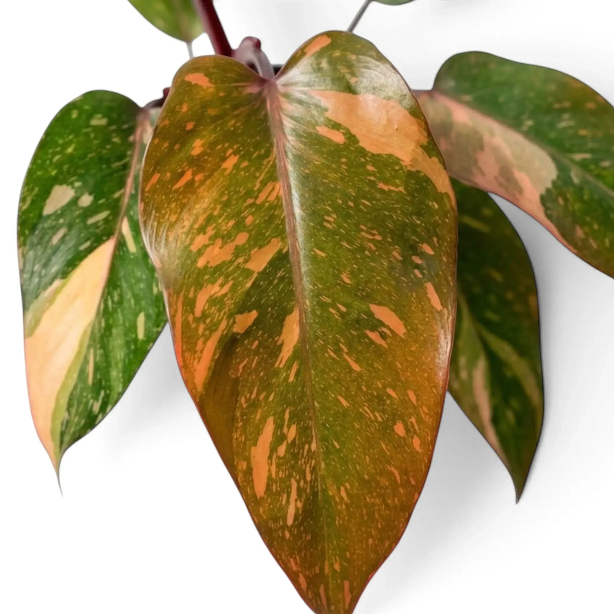 Nahaufnahme des Laubs von Philodendron ‘Orange Princess’ mit grünen Blättern und Panaschierung in Orange, Aprikose und Creme
